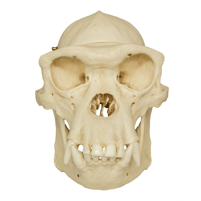 Replica Chimpanzee Male Skull with Calvarium Cut
