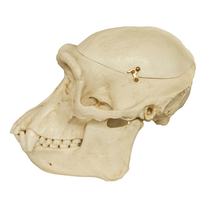 Replica Chimpanzee Male Skull with Calvarium Cut