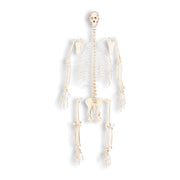 Replica Chimpanzee Skeleton