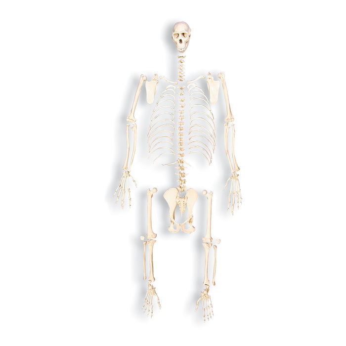 Replica Chimpanzee Skeleton
