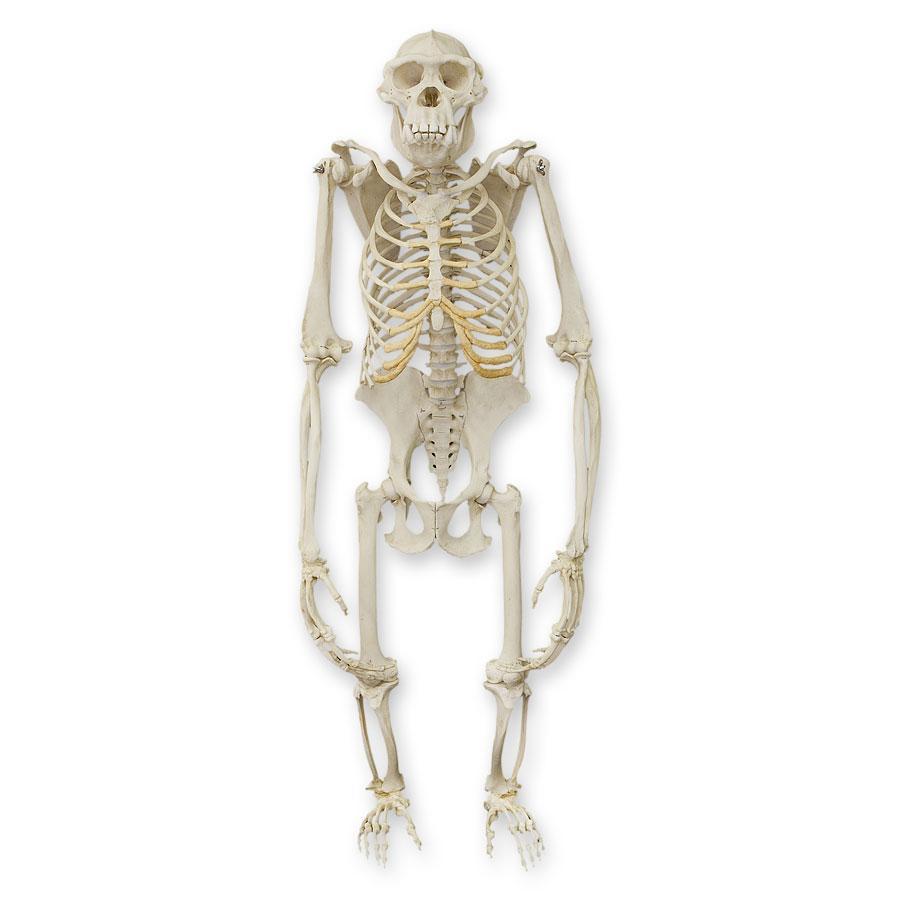 Replica Chimpanzee Skeleton For Sale — Skulls Unlimited