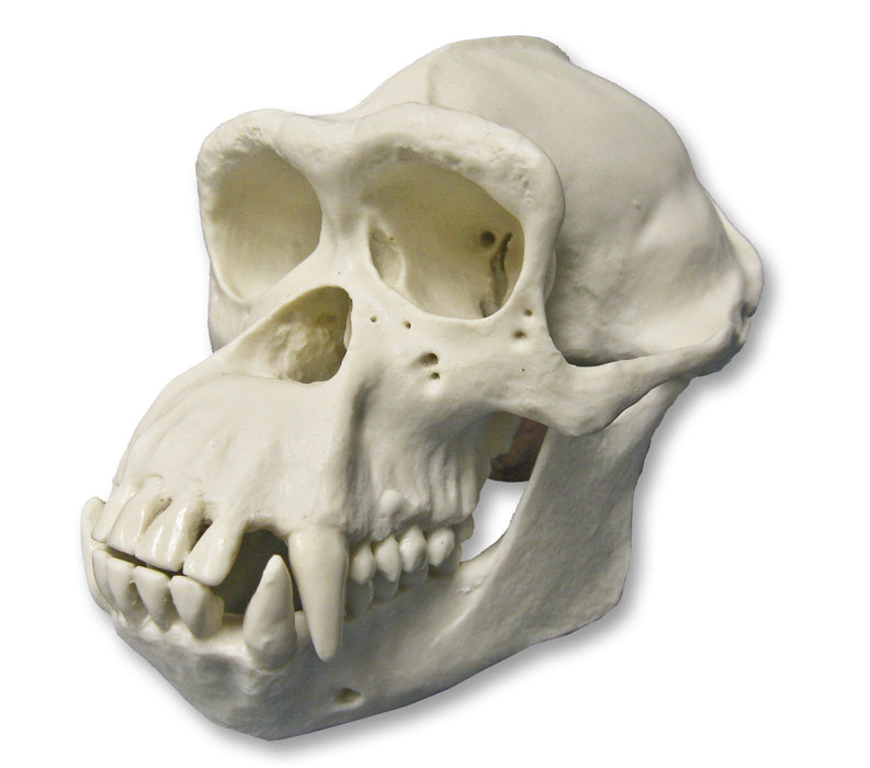 Replica Half Scale Primate Skull Chimpanzee