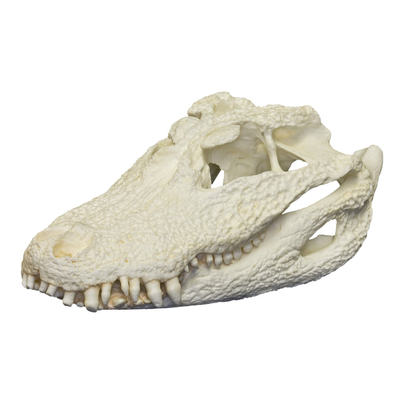 Replica Chinese Alligator Skull
