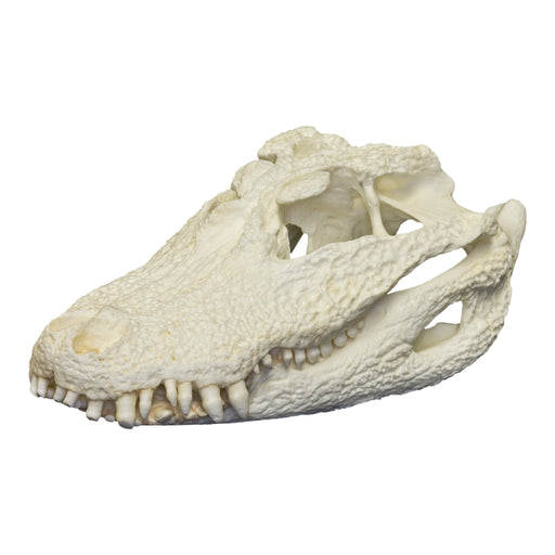 Replica Chinese Alligator Skull