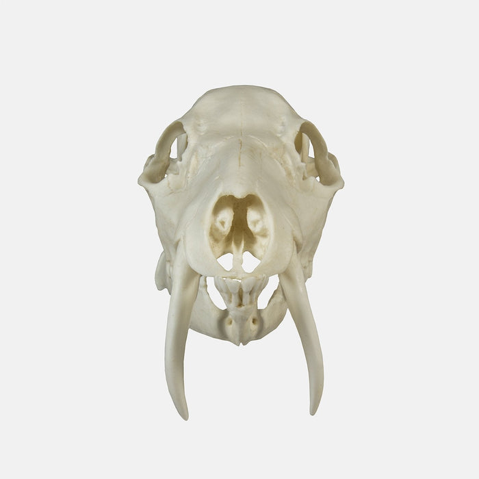 Replica Chinese Water Deer Skull