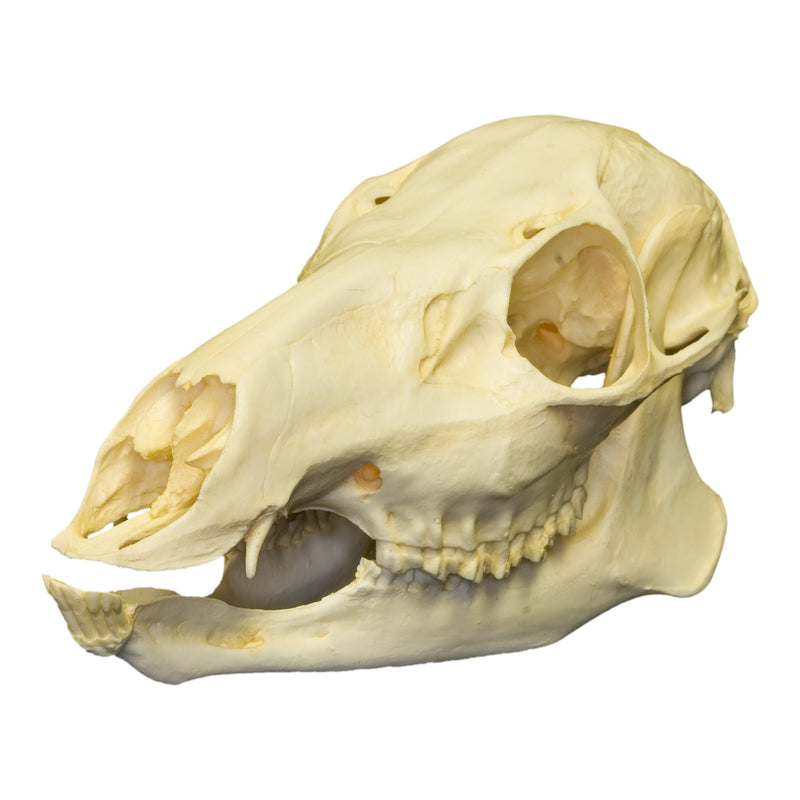 Replica Chinese Water Deer Skull - Female