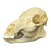 Replica Chinese Water Deer Skull - Female