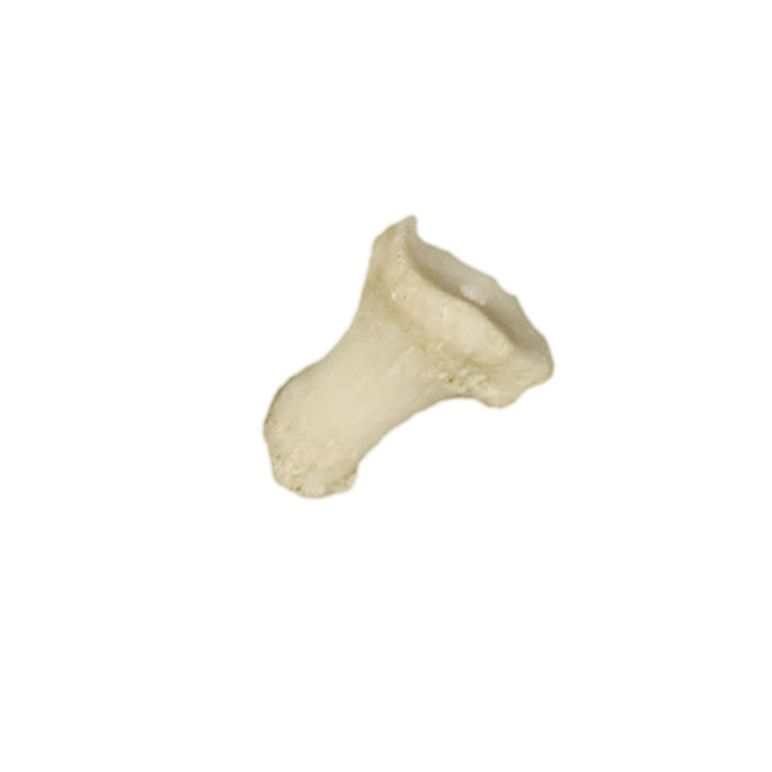 Real Human Foot - Individual Bones