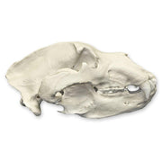 Replica Kodiak Grizzly Bear Skull