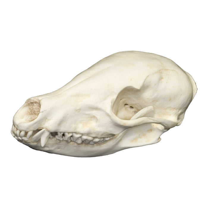 Replica Coatimundi Skull