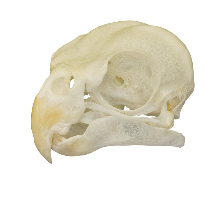 Real Cockatiel Bird Skull
