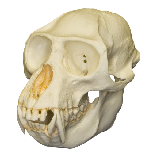Replica Colobus Monkey Skull