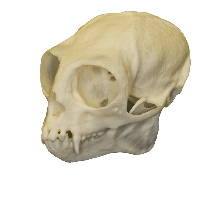 Replica Common Marmoset Skull