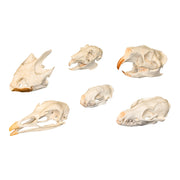Skull Comparison Kit - Real or Replica