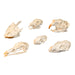 Comparative Skull Set
