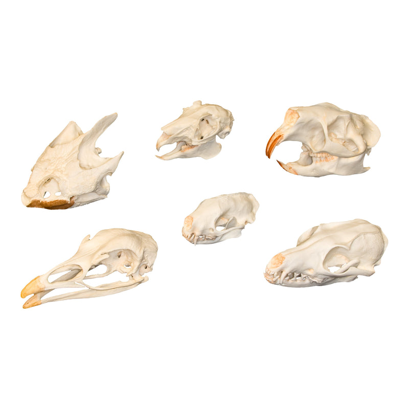 Skull Comparison Kit - Real or Replica