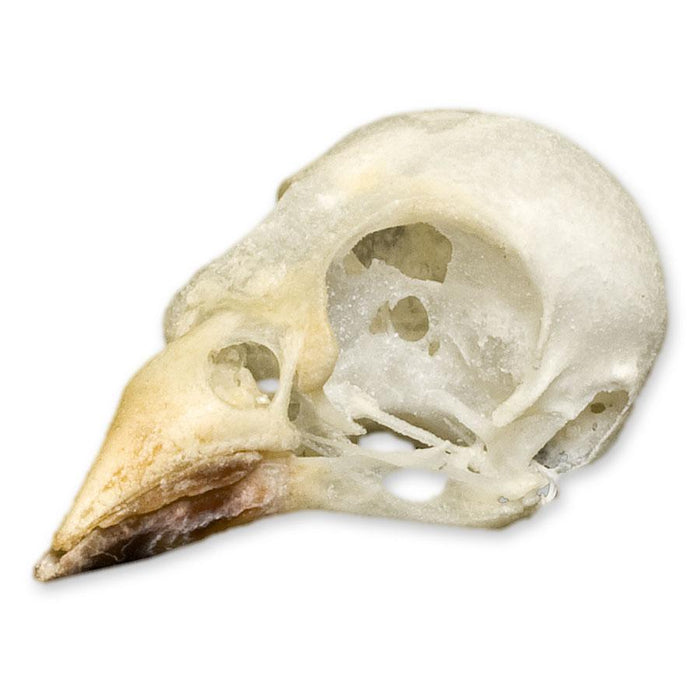 Real Cordon Bleu Skull