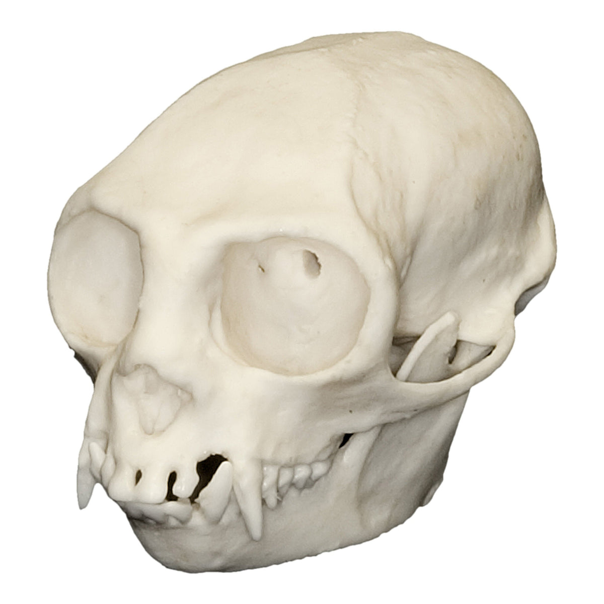 Replica Cotton-top Tamarin Skull For Sale — Skulls Unlimited