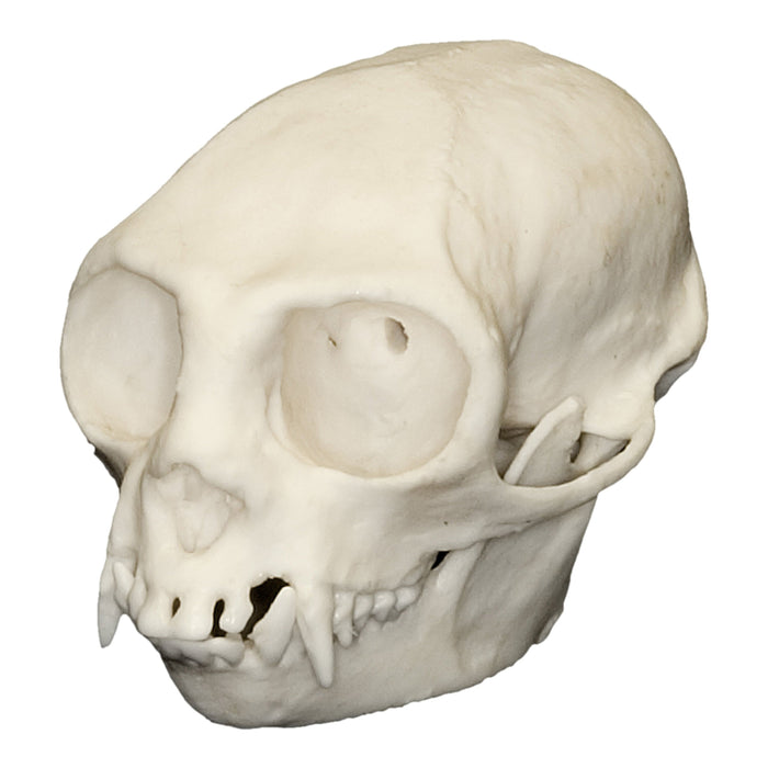 Replica Cotton-top Tamarin Skull