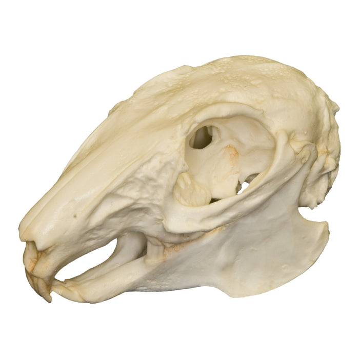 Replica Cottontail Rabbit Skull