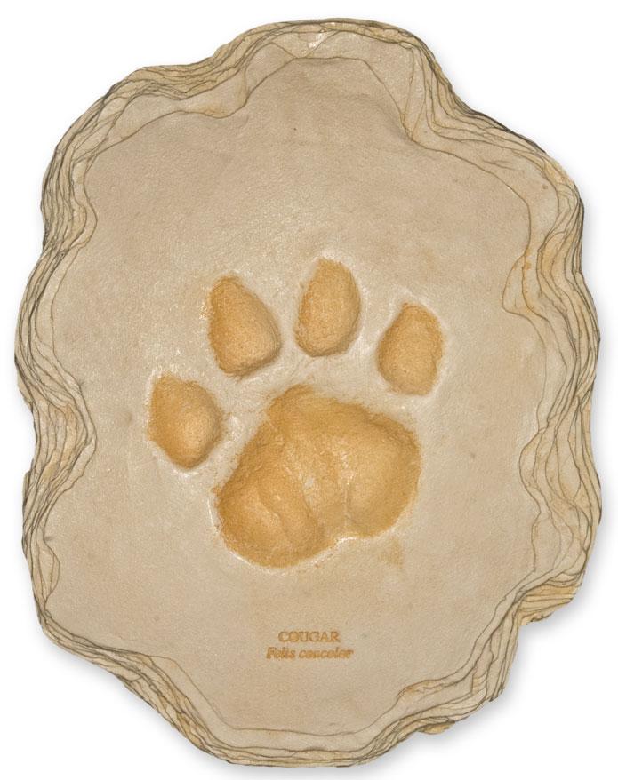 Replica Mountain Lion Footprint