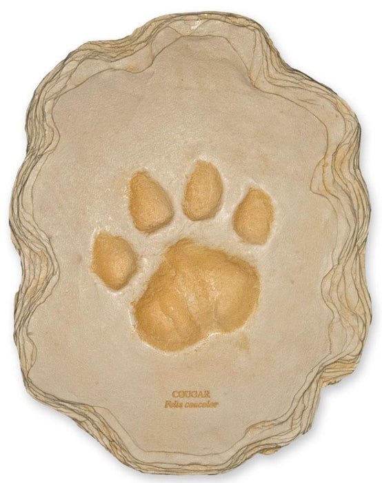 Mountain Lion Footprint
