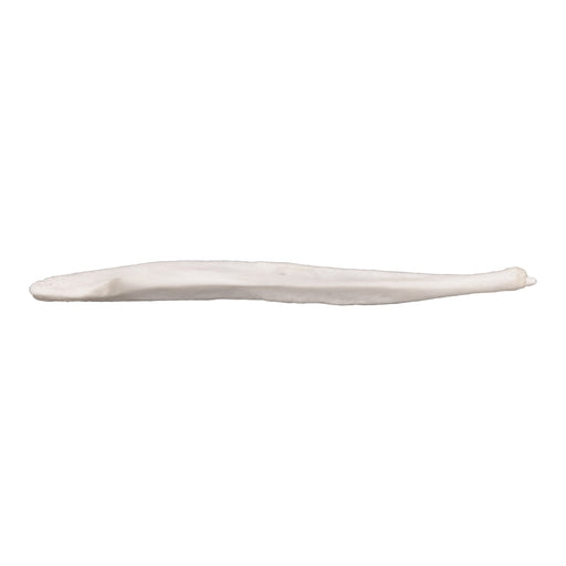 Real Coyote Baculum