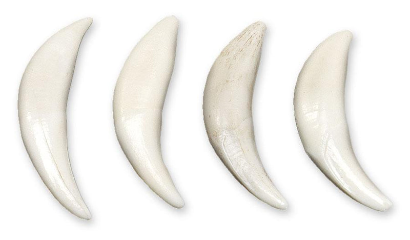 Real Coyote Canine - Single