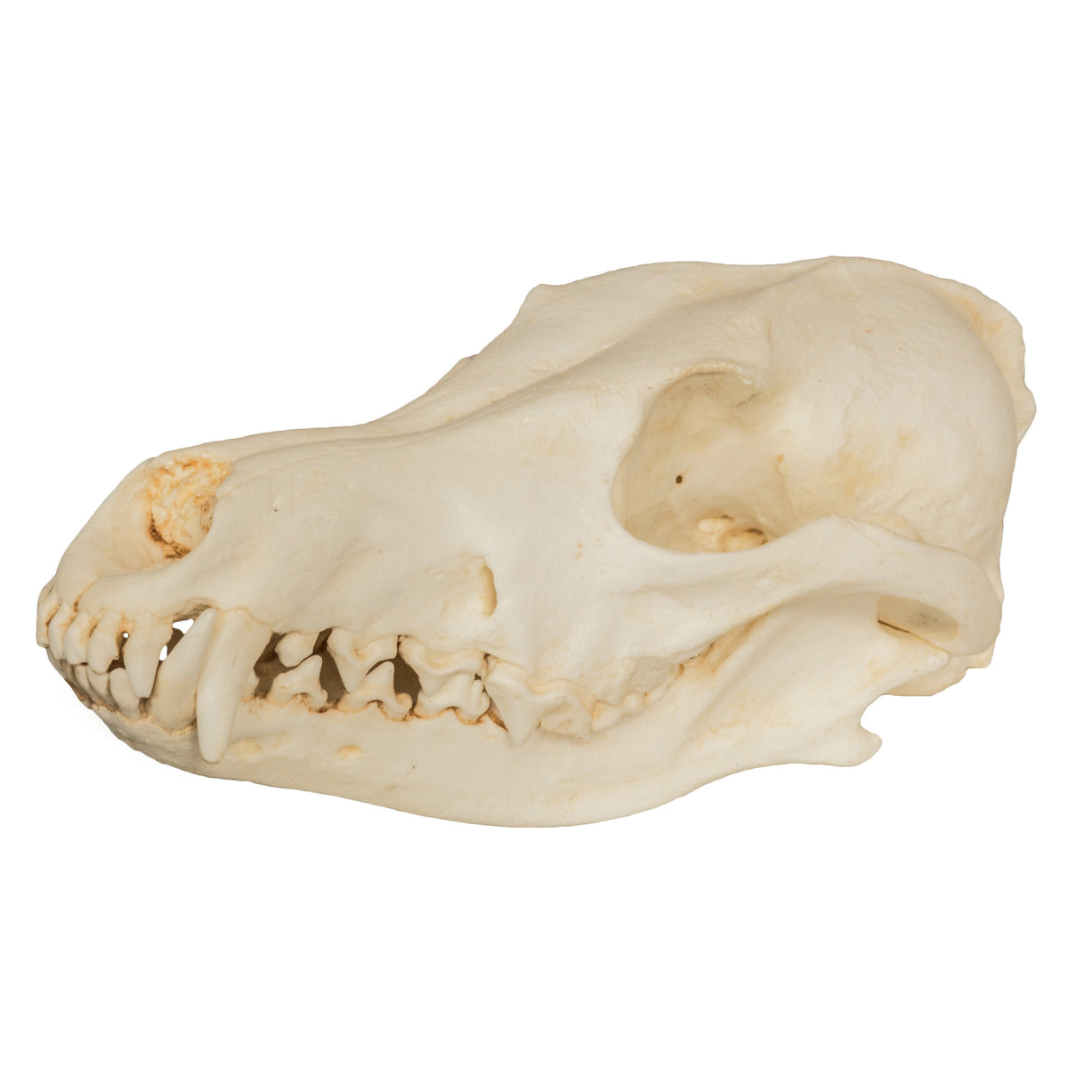 高品質　モグラの頭骨　※Skulls unlimited 社製 Replica Coyote Skull For Sale — Skulls Unlimited International, Inc.
