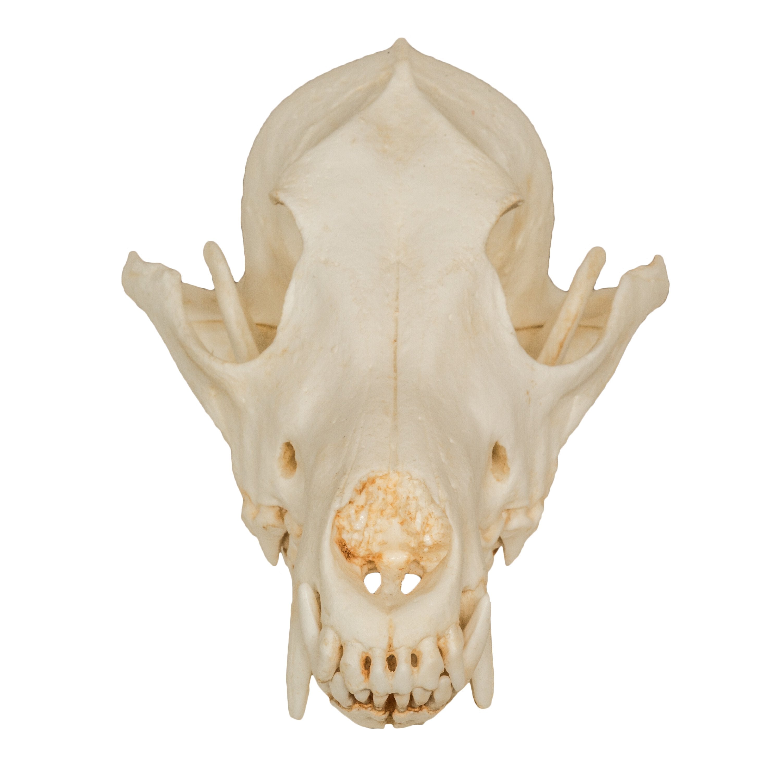 Replica Coyote Skull For Sale — Skulls Unlimited International, Inc.