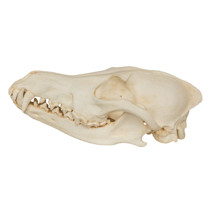Replica Coyote Skull