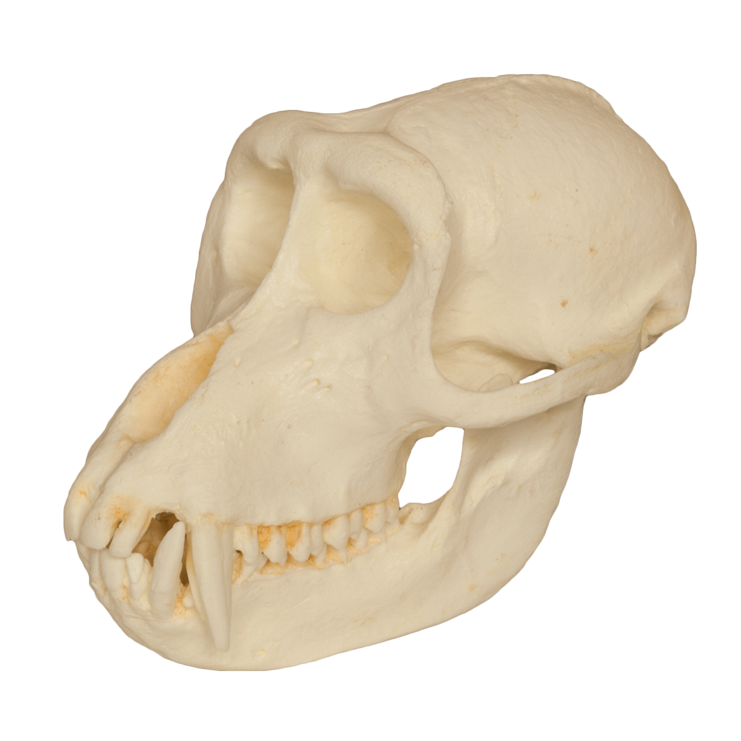 Replica Crab-eating Monkey Skull For Sale — Skulls Unlimited