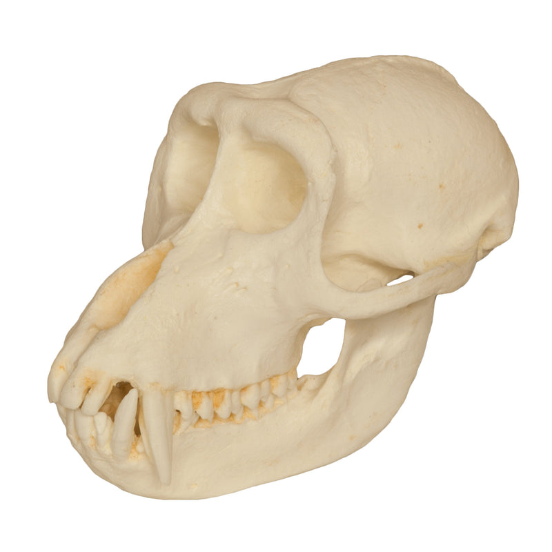 Replica Crab-eating Monkey Skull