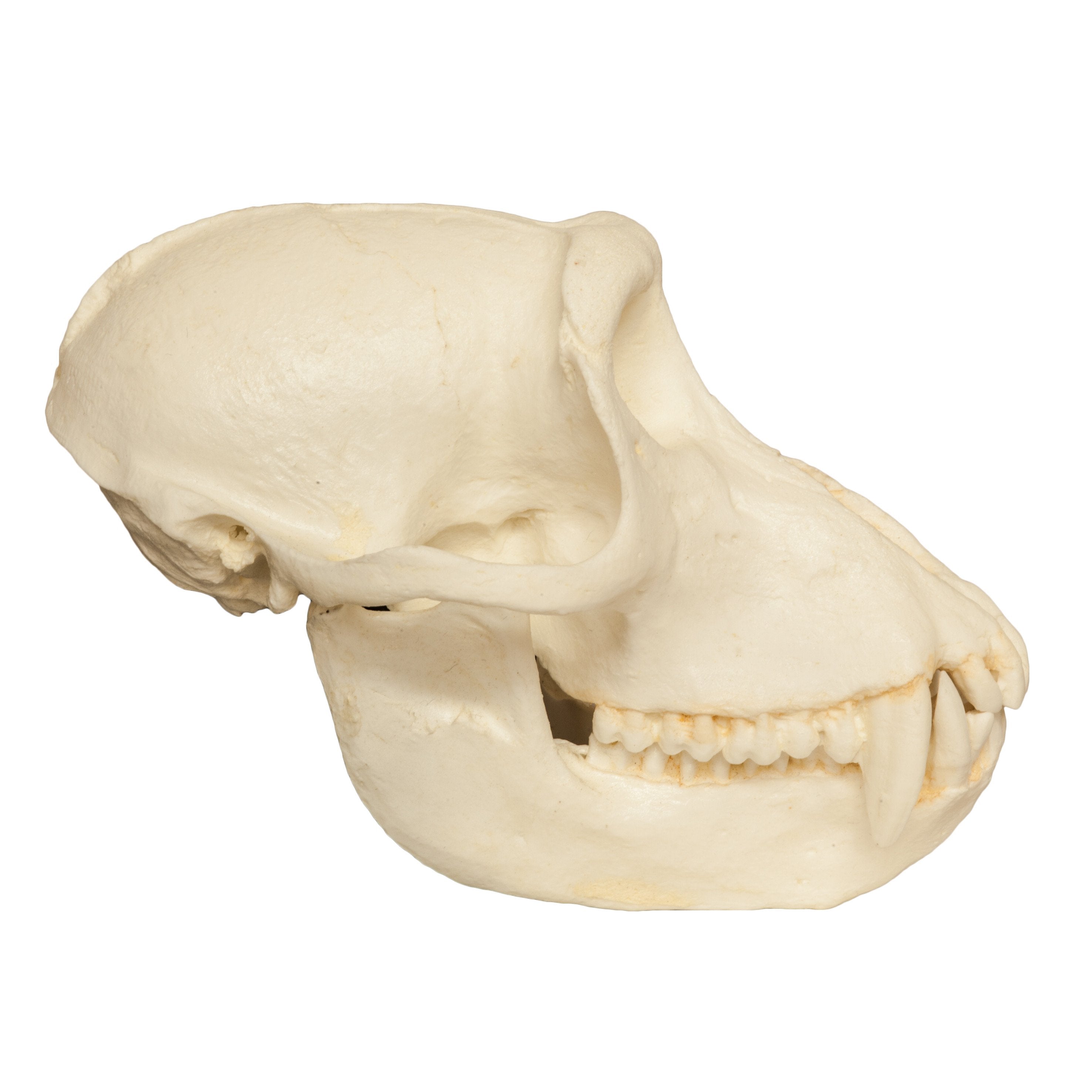 Replica Crab-eating Monkey Skull For Sale — Skulls Unlimited