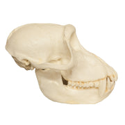 Replica Crab-eating Monkey Skull