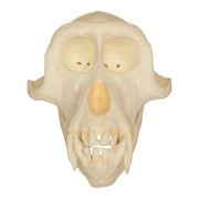 Replica Crab-eating Monkey Skull