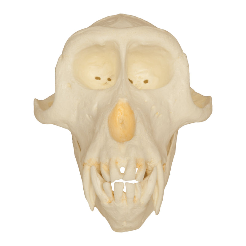 Replica Crab-eating Monkey Skull