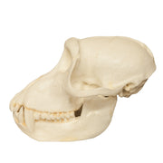 Replica Crab-eating Monkey Skull