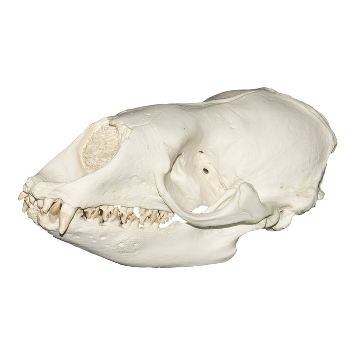 Replica Crabeater Seal Skull