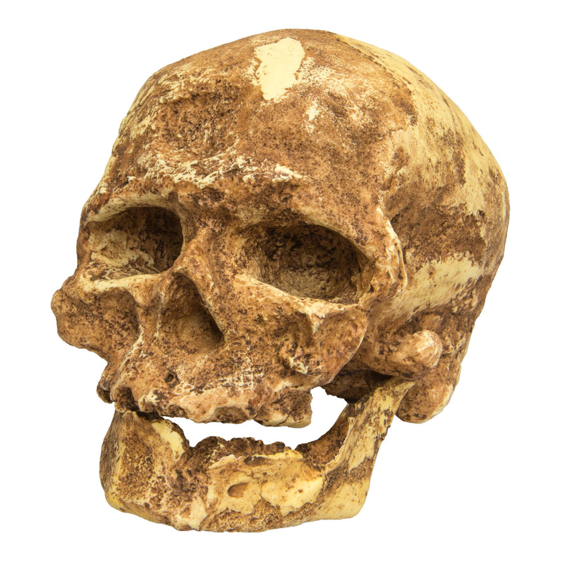 Replica Cro-Magnon 1 Skull
