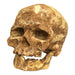Replica Cro-Magnon 1 Skull