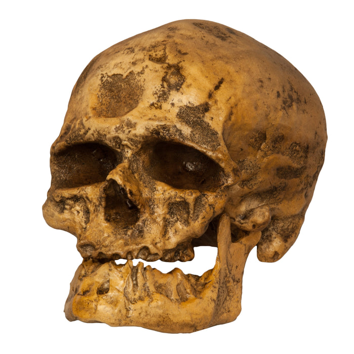 Replica Cro-Magnon1 Skull