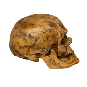 Replica Cro-Magnon1 Skull