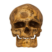 Replica Cro-Magnon1 Skull