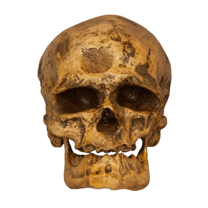 Replica Cro-Magnon1 Skull