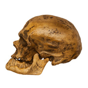 Replica Cro-Magnon1 Skull