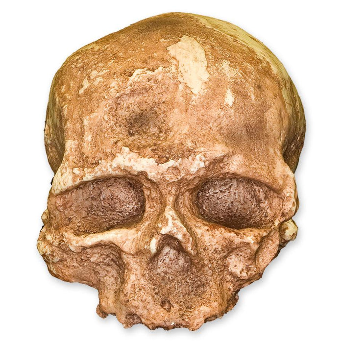 Replica Cro-Magnon 1 Skull