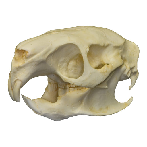 Replica Teaching Quality Cuban Hutia Skull