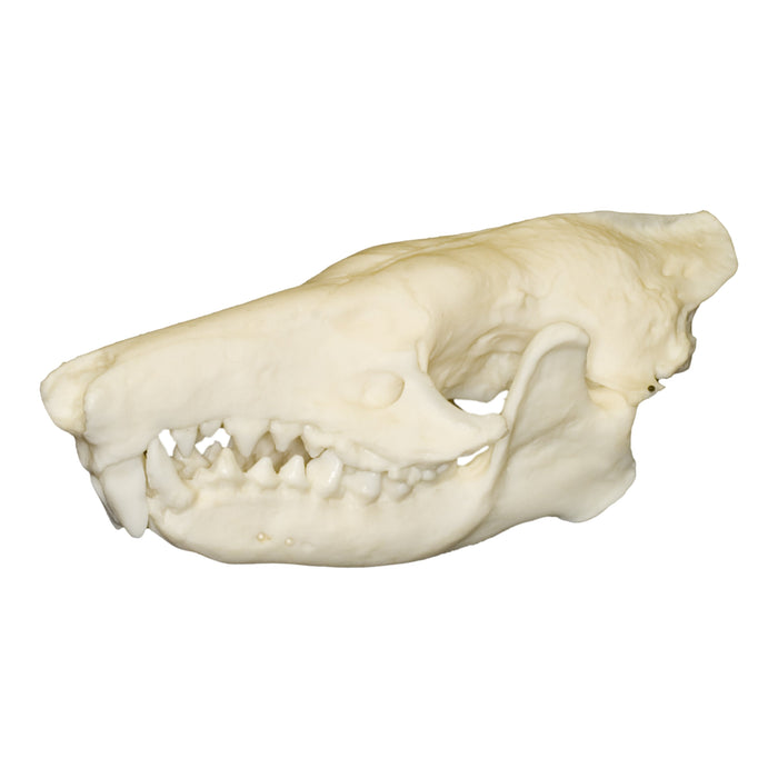 Replica Cuban Solenodon Skull