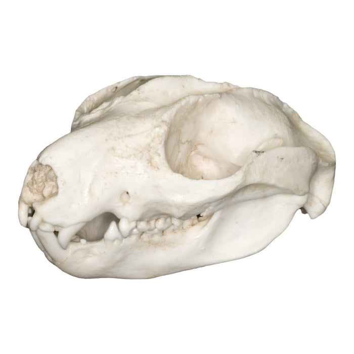 Replica Cuscus Skull